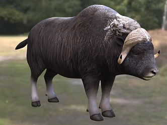 modern musk ox animal biology 3d model