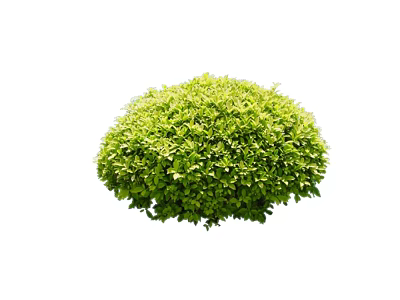 Modern shrubs 3d model Modern shrubs 3d model