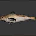 Orange Red Spotted Fish with Black Fins on Gray Background and Reflection