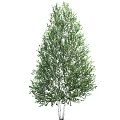 Tall Birch Trees with Lush Green Foliage and White Trunks in Nature
