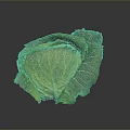 Fresh Green Cabbage with Vibrant Leaves Isolated on Dark Background Surface 3d model