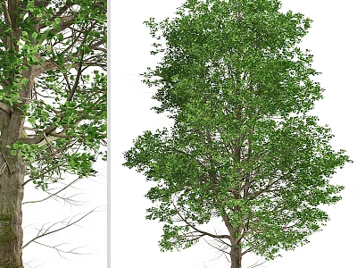 Lush Green Arbor With Dense Foliage And Sturdy Trunk Natural Growth 3d model