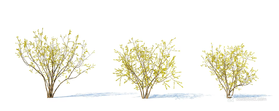Three Garden Shrubs With Yellow Leaves And Thin Branches Casting Blue Shadows 3d model