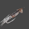 Fresh Whole Squid With Long Tentacles And Smooth Body Structure