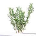 Vibrant Rosemary Herb Plant Featuring Slender Green Leaves For Culinary Decor