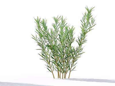 Vibrant Rosemary Herb Plant Featuring Slender Green Leaves For Culinary Decor 3d model