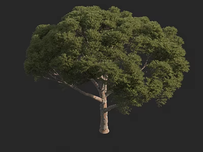 Lush Green Arbor With Dense Foliage And Sturdy Trunk In 3D Rendering 3d model