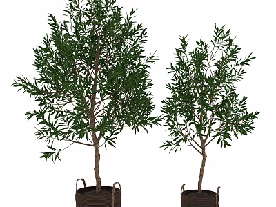 Two Green Leafy Bonsai Potted Trees In Brown Rope Handled Planters 3d model