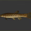 Brown Spotted Fish With Yellow Fins And Slender Body On Gray Background