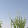 Different Green Grass Plants with Various Growth Forms on White Background and Natural Shadows