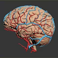 Advanced Medical Device for Brain Vessel Visualization Using 3D Modeling Technology