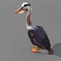 Pelican with White Head Long Orange Beak Black Gray Feathers Orange Legs on Gray Background