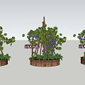 Garden Landscape With Wooden Trellis Grape Vines Purple Grapes And Barrel Planters
