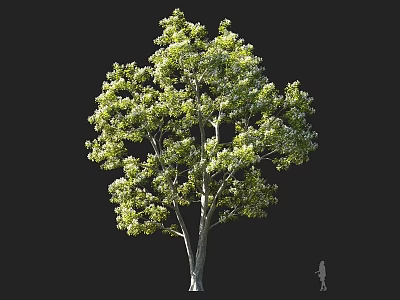 Tall Arbor Tree With Dense Green Foliage And Thick Trunk Featuring Human Figure For Scale 3d model
