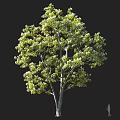 Tall Arbor Tree With Dense Green Foliage And Thick Trunk Featuring Human Figure For Scale