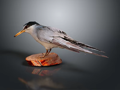 Grey White Stuffed Bird With Yellow Beak Black Head On Wooden Base Dark Background 3d model