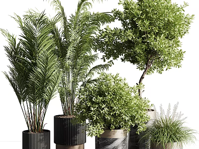 Bonsai Potted Plants With Various Greenery In Decorative Black Gray Containers 3d model