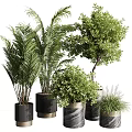 Bonsai Potted Plants With Various Greenery In Decorative Black Gray Containers 3d model