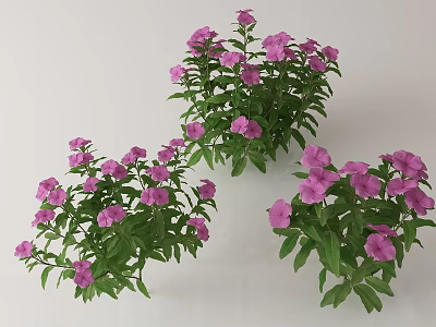 Purple Flowers With Green Leaves Growing In Decorative Garden Clusters 3d model