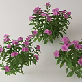 Purple Flowers With Green Leaves Growing In Decorative Garden Clusters