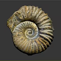 Aquatic Ammonite Fossil With Spiral Shell Yellow Brown Stripes And Textured Surface