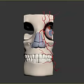 Human Head Anatomical Model Showing Nasal Cavity Vascular Structure And Dental Details