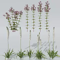 Purple Herbaceous Flower Clusters And Tall White Flowering Plants For Decoration