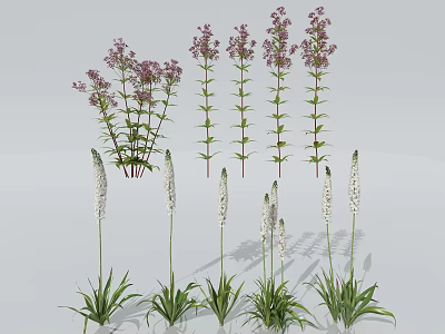 Purple Herbaceous Flower Clusters And Tall White Flowering Plants For Decoration 3d model
