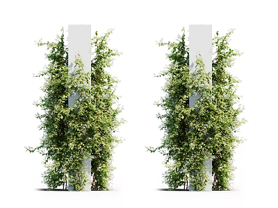 Modern Vine Plant 3d model