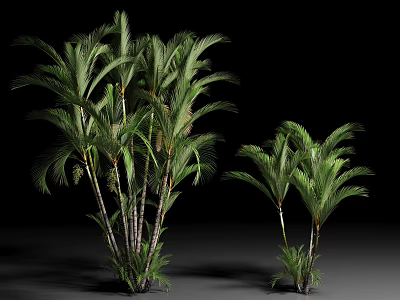 Green Arbor Trees With Broad Leaves And Slender Trunks Against Black Background 3d model