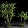 Green Arbor Trees With Broad Leaves And Slender Trunks Against Black Background