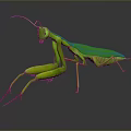 Detailed Green Mantis With Long Legs Antennae And Reflection On Dark Background