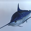 Blue and Silver Swordfish Swimming Near Calm Ocean Water Surface
