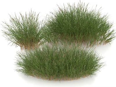 Natural Growing Green Grass Clumps With Slender Leaves And Wild Appearance 3d model