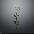 Beautiful White Flower Plant With Green Stem And Leaves On Gray Background