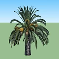 Two Lush Palm Trees with Green Fronds and Fruits on Textured Trunk