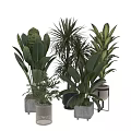 Indoor Decorative Plant Arrangement With Various Green Leaf Species And Stylish Pots