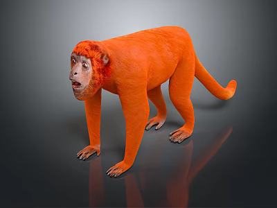 Orange Monkey with Bright Red Head Standing on Shiny Black Background 3d model