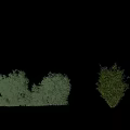 Different Types of Shrubs Growing on Green Grass Field Under Blue Sky With White Clouds
