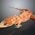Detailed Brown Gecko With Textured Skin And Large Eyes On Black Background