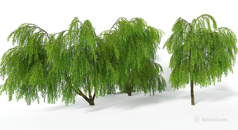 Lush Weeping Willow Trees With Drooping Green Foliage In Natural Landscape 3d model 