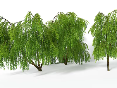 Lush Weeping Willow Trees With Drooping Green Foliage In Natural Landscape 3d model