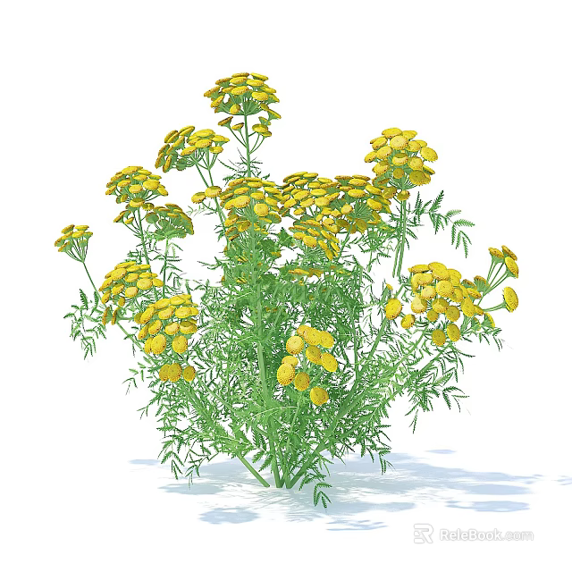 Herbaceous Plant With Vibrant Yellow Flowers And Lush Green Leaves 3d model 