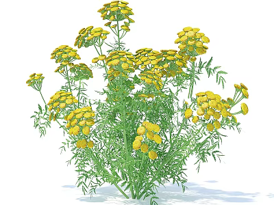 Herbaceous Plant With Vibrant Yellow Flowers And Lush Green Leaves 3d model