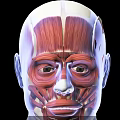 Advanced Medical Device for 3D Skull Model with Dental Structure Visualization 3d model