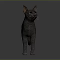 Gray Short Haired Cat With Blue Eyes Standing On Dark Background 3d model