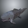 Ancient Fish With Rough Skin And Primitive Body Structure In Realistic Model