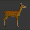 Orange Fawn with White Spots Standing on Dark Background with Reflection