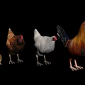 Various Flying Animals Including Chicks Hens And Roosters Of Different Sizes Together