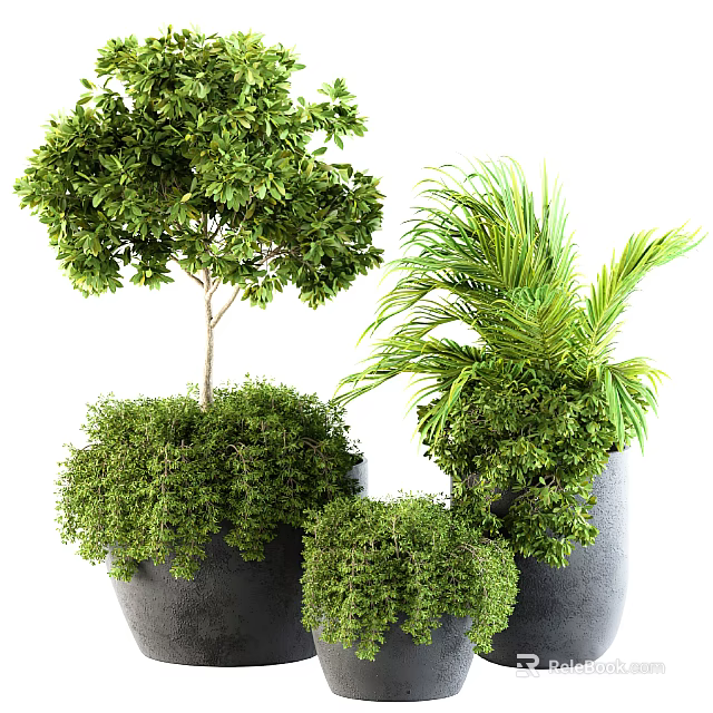 Bonsai Potted Plants With Various Green Foliage In Decorative Black Pots 3d model 